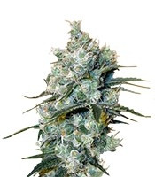 Medusa (Nirvana Seeds)