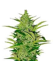 Fast Eddy Automatic CBD (Royal Queen Seeds)