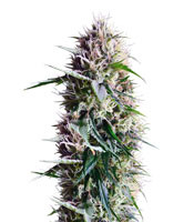 Chem Berry D regular (Dark Horse Genetics)