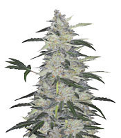 Bruce Banner #3 Auto (Original Sensible Seeds)
