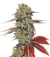 King’s Kush Auto (Green House Seeds)