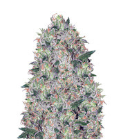 Tom Kush OG (Vision Seeds)