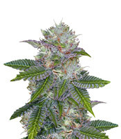 Deep Purple regular (TGA Subcool Seeds (SubCool’s The Dank))