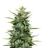 Auto Kong 4 (Paradise Seeds)