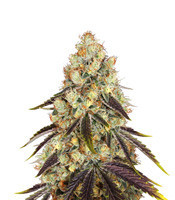 French Cookies (T.H. Seeds)