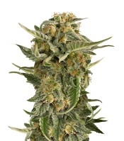 Lost Coast Skunk Auto (Humboldt Seeds Organization)