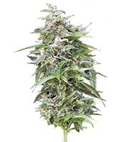 Haze Gom Auto (Grass-O-Matic)
