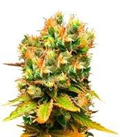 Honeybells CBD (Delicious Seeds)