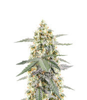Sour Diesel Autoflower (Seedkeepers)