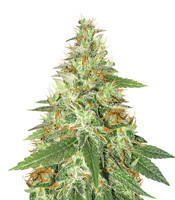 Strawberry Eclair (G13 Labs)