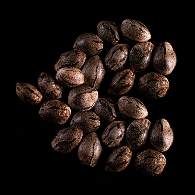 Mikromachine Auto - 25 Seed