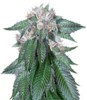 Master Kush (Humboldt Seeds Organization)