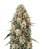 Russian Haze Auto (Flash Seeds Bank)