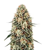 Russian Haze Auto (Flash Seeds Bank)