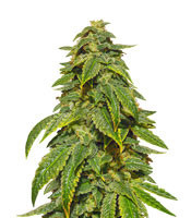 D’oh Si D’ohpe (Dr Krippling Seeds)