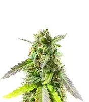 Bahia Black Head (K.C. Brains Seeds)
