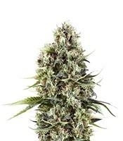 Chocolate Haze (Royal Queen Seeds)