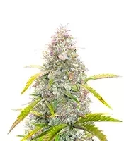 S.O.D.K Auto (Mephisto Genetics)