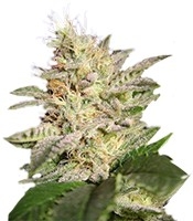 Allkush (Paradise Seeds)