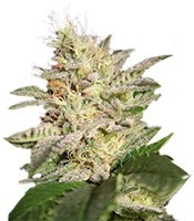 Allkush (Paradise Seeds)