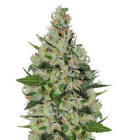 Orange Sorbet (Karma Genetics)