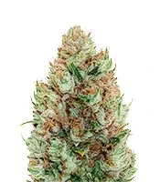 Moonshine Mass (Critical Mass Collective Seeds)