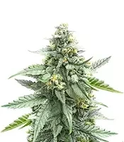 Skystomper 2.0 Auto (Mephisto Genetics)