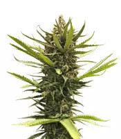 Blue Dream (Blimburn Seeds)