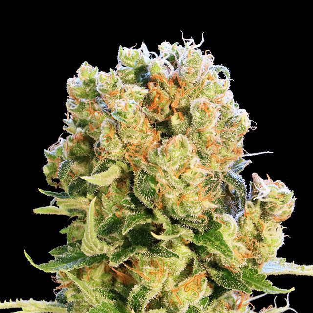 Diesel Glue