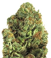 Midnight Mass (Heavyweight Seeds)