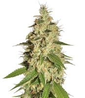 Raspberry Diesel (Humboldt Seeds Organization)