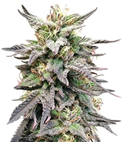 Dieseltonic (Resin Seeds)