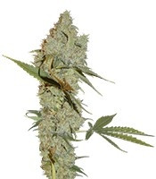 Chocolope regular (DNA Genetics)