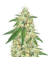 Headbanger (Karma Genetics)