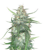 Super Auto Lemon Haze (Original Sensible Seeds)