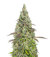 Moby Dick Auto (Seedstockers)