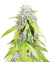 Auto Northern Lights (Pyramid Seeds)