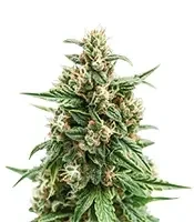 Solomatic Auto CBD (Royal Queen Seeds)