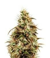 Royal Jack Automatic (Royal Queen Seeds)