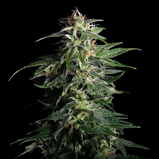 Swiss Dream Auto Cbd