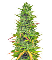 Choco Bud (Vision Seeds)