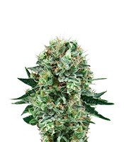 Bubble Kush (Royal Queen Seeds)