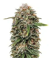 SkullRyder Auto (Blackskull Seeds)