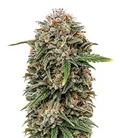 SkullRyder Auto (Blackskull Seeds)