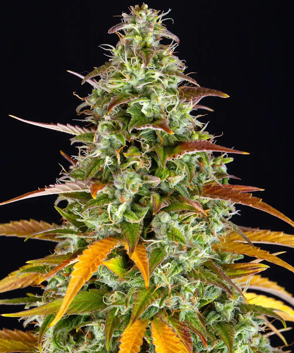 Barneys Farm Watermelon Zkittlez Auto - 1 Stück