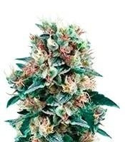 Royal Creamatic Auto (Royal Queen Seeds)