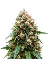 Auto Purple Dawg Mass (Critical Mass Collective Seeds)