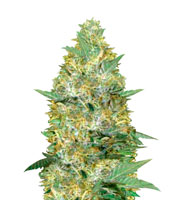 Auto Caramelino (Victory Seeds)
