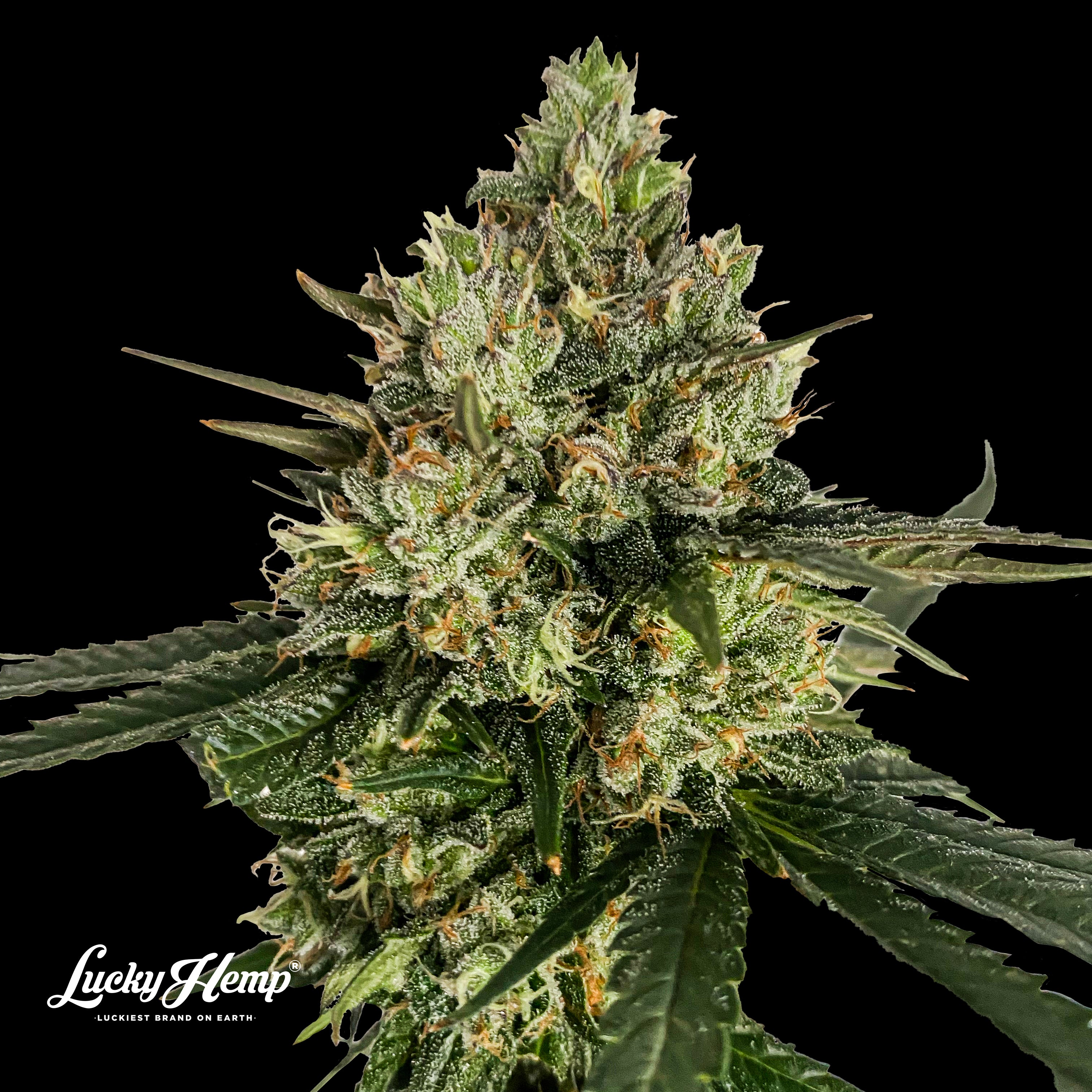 Cadillac Rainbow Samen Feminisiert - 1 Samen (+1 Gratis)