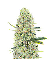 Kali Banner (AlphaFem Seeds)